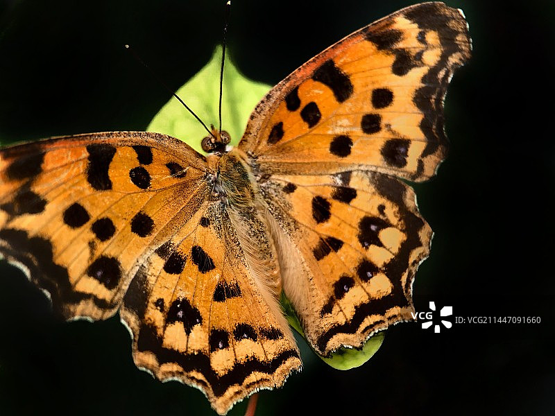 展翅黄蛱蝶图片素材