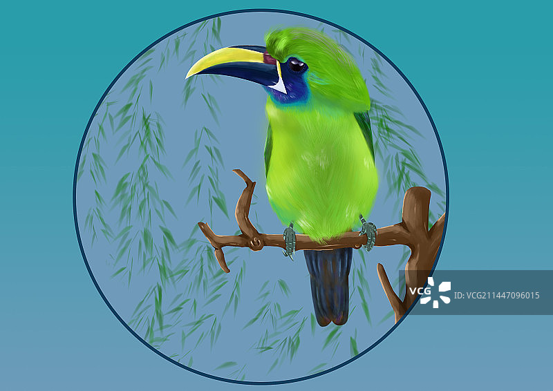 巨嘴鸟图片素材