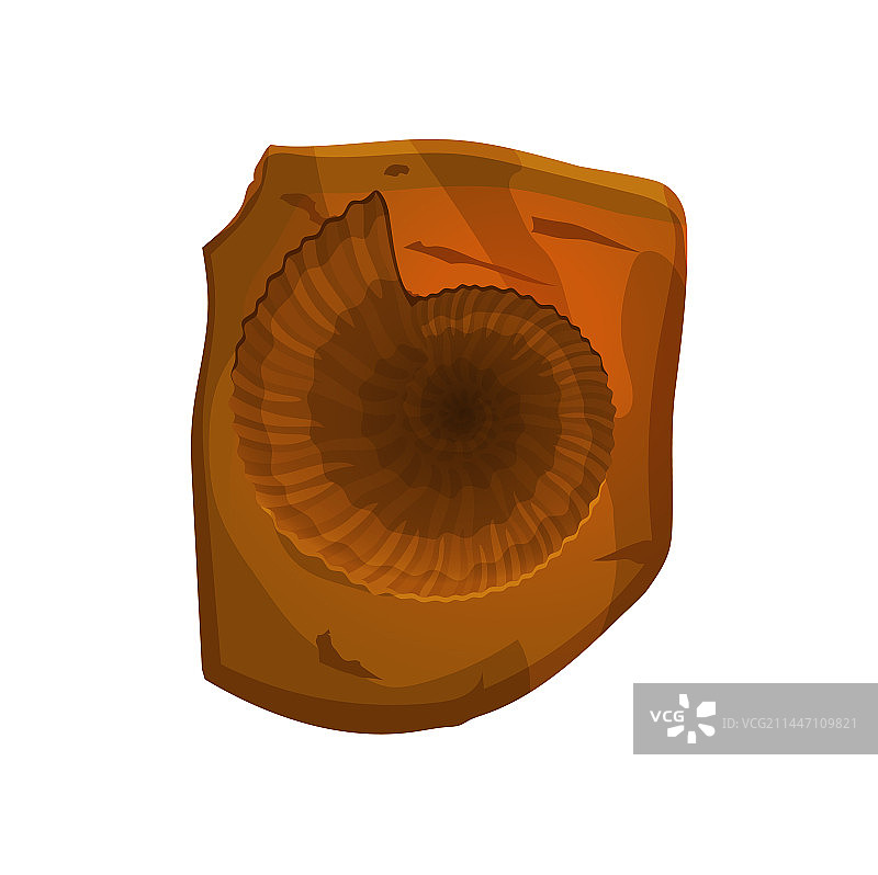 石头中的古代化石海洋软体动物贝壳印记图片素材