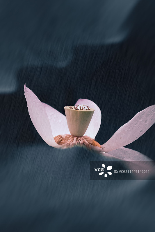 墨蓝色背景下的荷花朵特写镜头图片素材