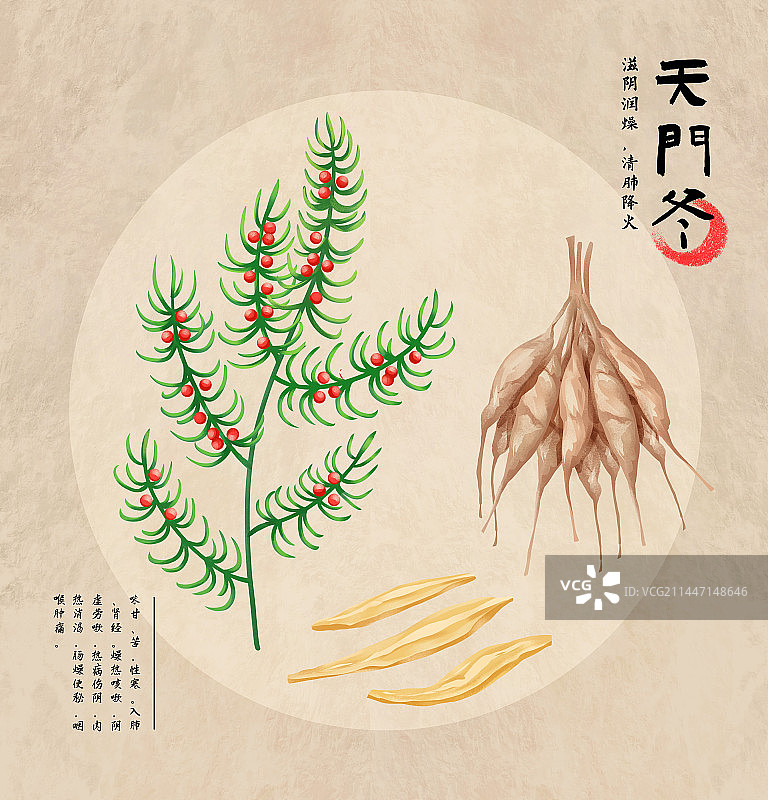中国传统文化中草药药材之天门冬图片素材