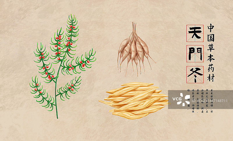 中国传统文化中草药药材之天门冬图片素材
