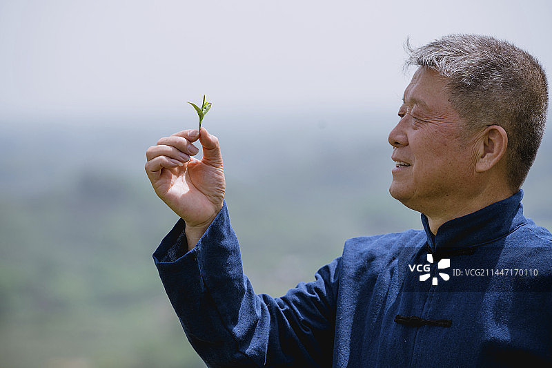 资深的制茶大师拿着茶叶图片素材