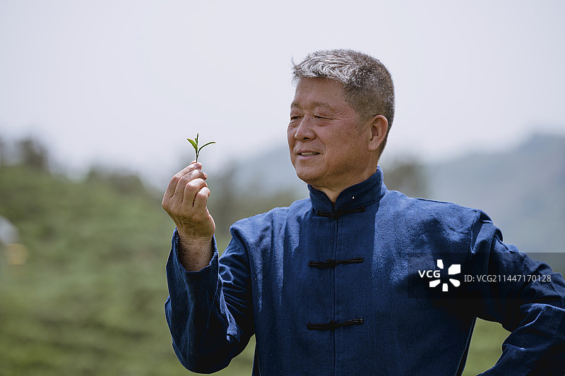 资深的制茶大师拿着茶叶图片素材
