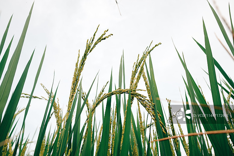 水稻，稻田，农作物图片素材