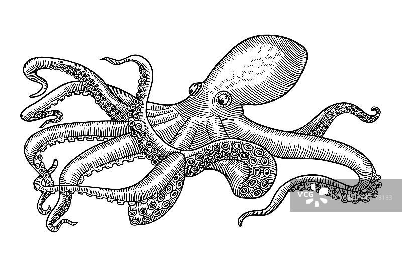 复古雕刻风格章鱼图片素材