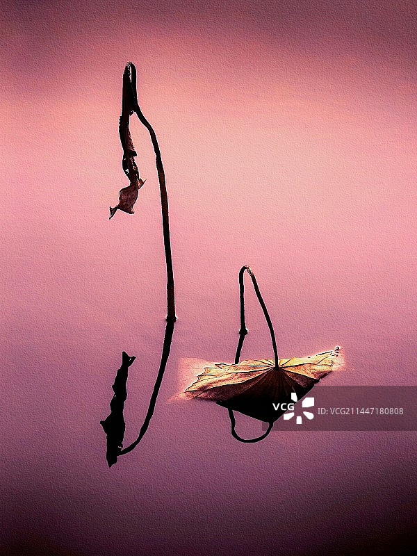 夕阳余晖映残荷图片素材