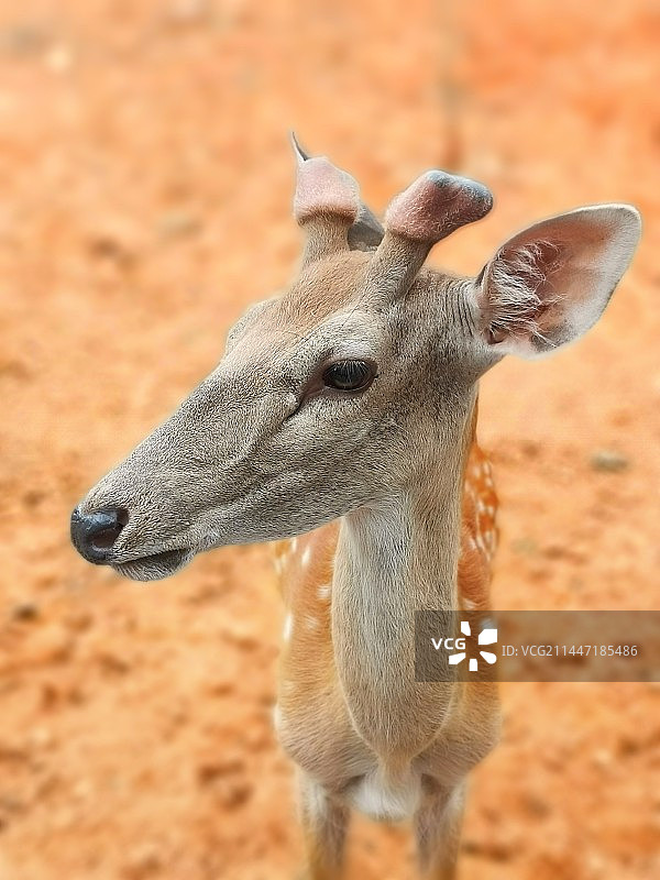 梅花鹿局部图片素材