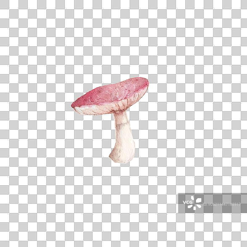 一个水彩手绘新鲜的野生蘑菇伞菌图片素材