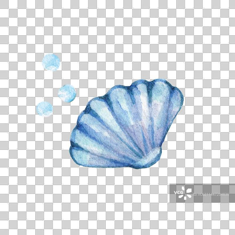 白色背景蓝色海洋生物珍珠贝母扇贝图片素材