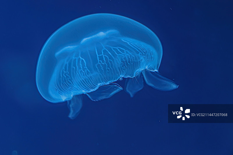 五彩斑斓的水母图片素材