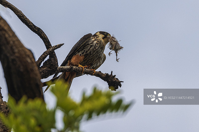 燕隼   小燕隼妈妈捕来的小麻雀，正在树上加工将小麻雀的羽毛去掉，等小燕隼爸爸前来交接，哺育小崽儿。图片素材