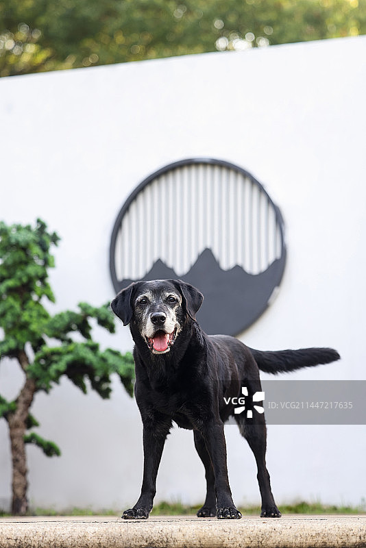 开心的拉布拉多猎犬图片素材