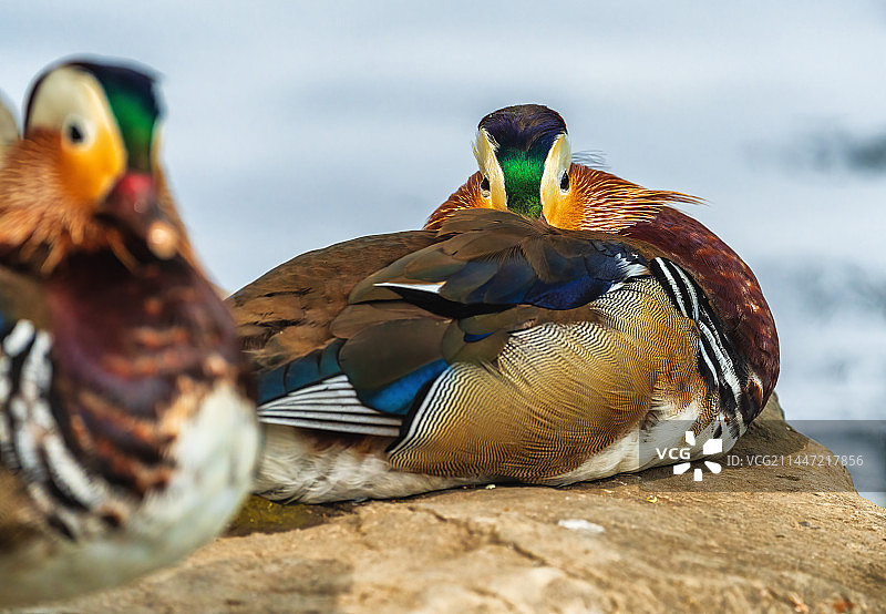 两只鸳鸯正面特写图片素材
