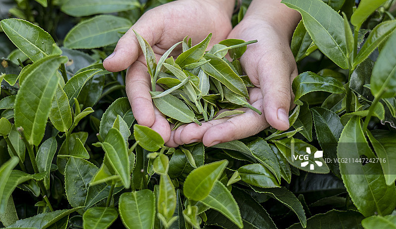 新鲜嫩茶采摘图片素材