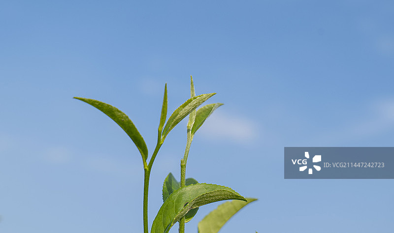 新鲜嫩茶采摘图片素材