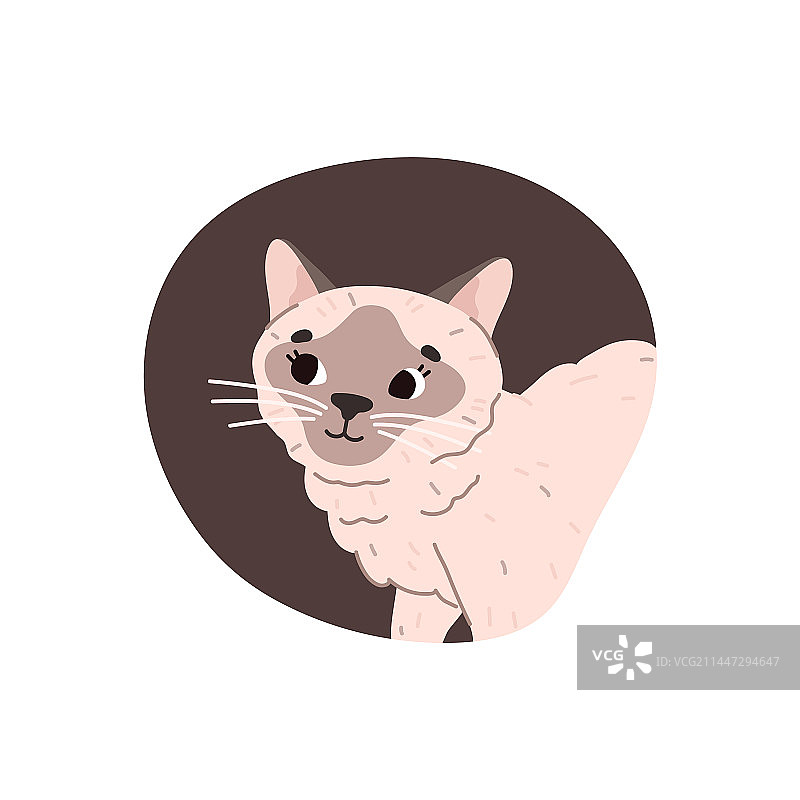 彩色框架中的暹罗猫或小猫角色图片素材