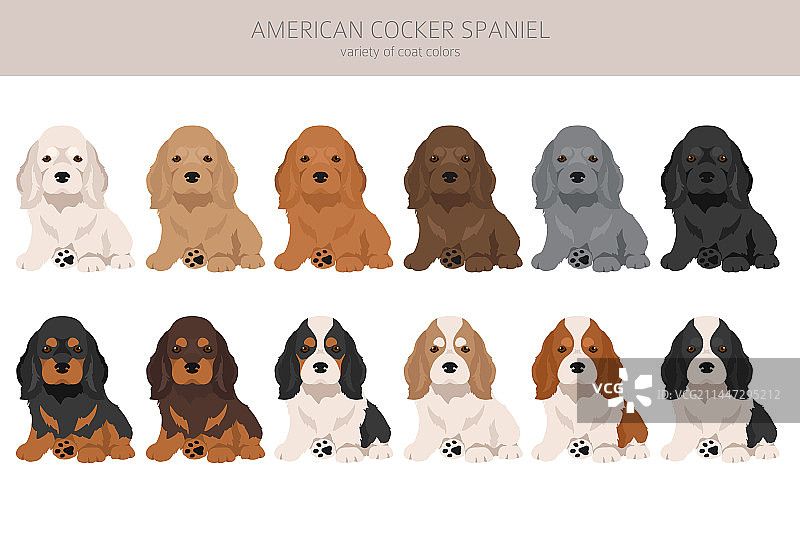 各种毛色的美国可卡犬幼犬图片素材