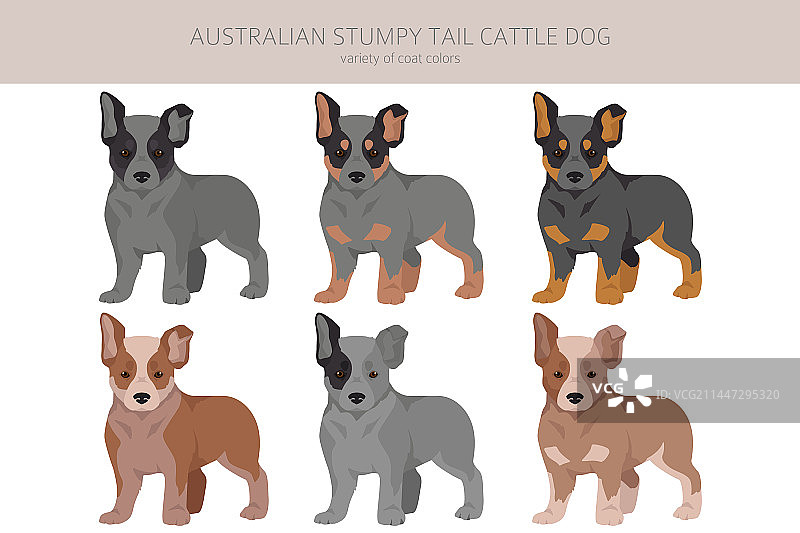 所有澳大利亚短尾牧牛犬幼犬图片素材