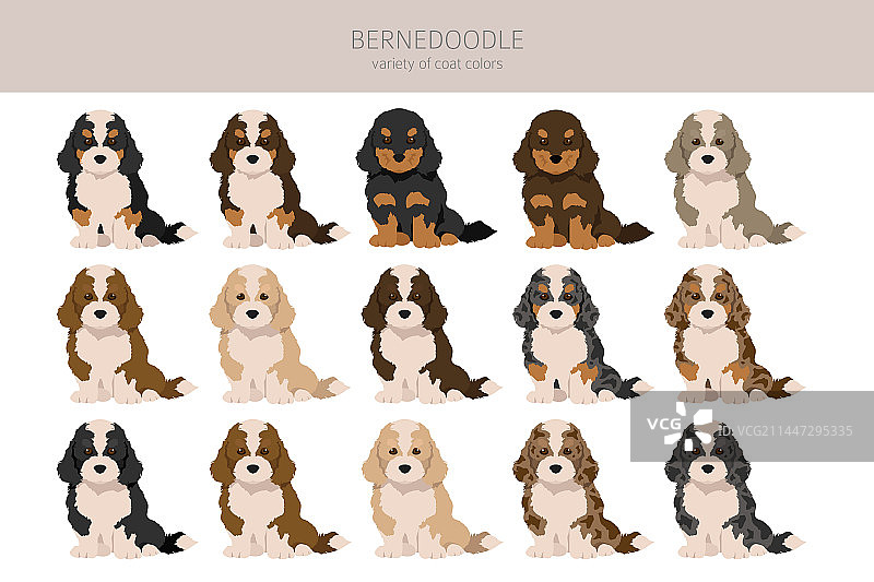 伯恩山贵宾犬幼犬剪贴画所有毛色图片素材