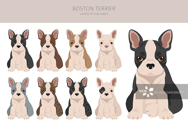 所有毛色的波士顿梗犬小狗剪贴画图片素材