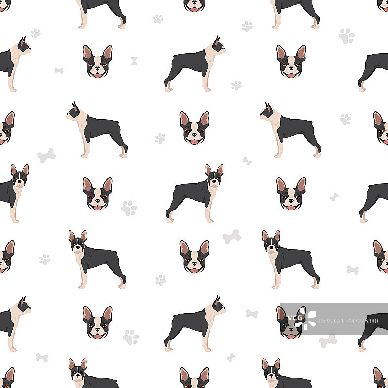 波士顿梗犬无缝图案图片素材