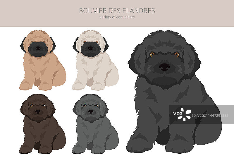 法兰德斯牧牛犬幼犬剪贴画图片素材