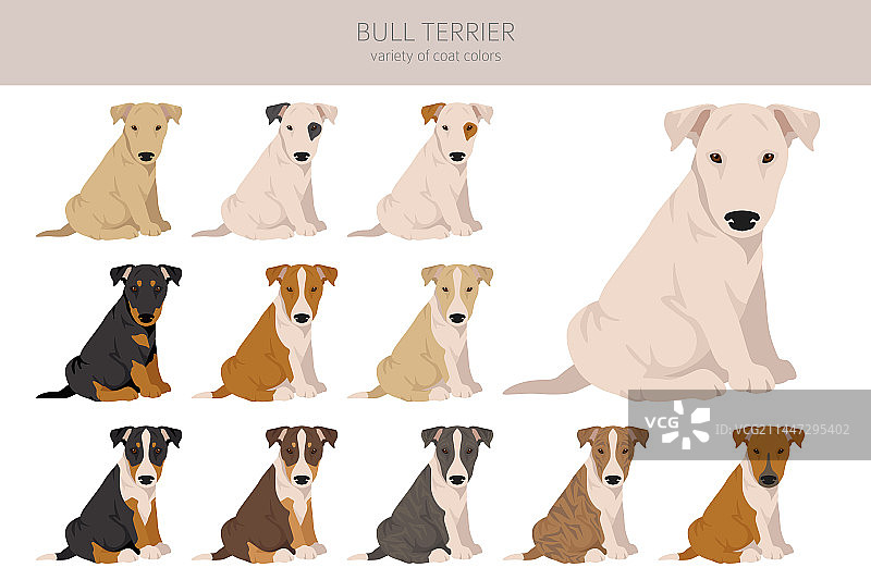 各种毛色的牛头梗幼犬剪贴画套装图片素材