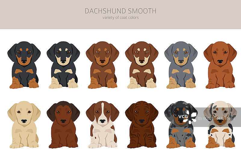 不同品种的短毛腊肠犬幼犬剪贴画图片素材