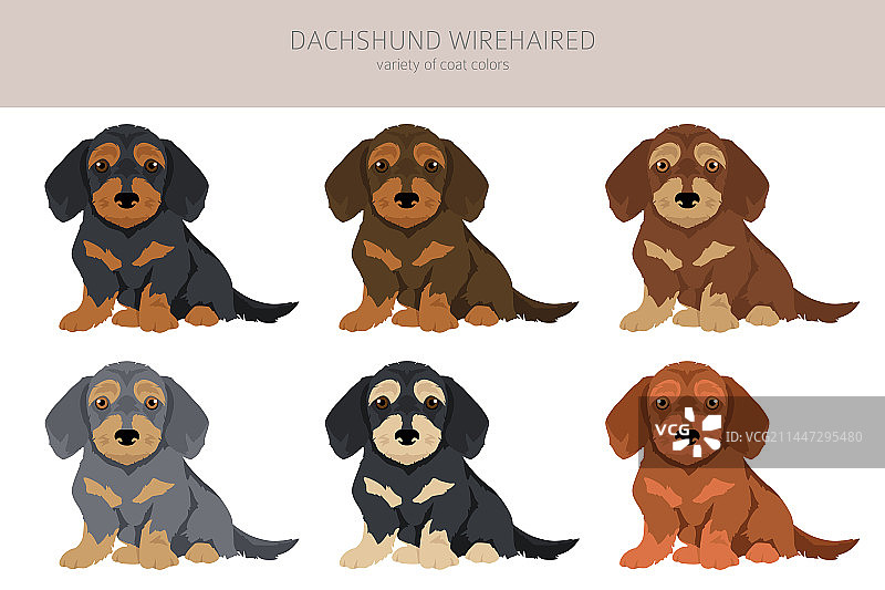 不同品种的刚毛腊肠犬剪贴画图片素材
