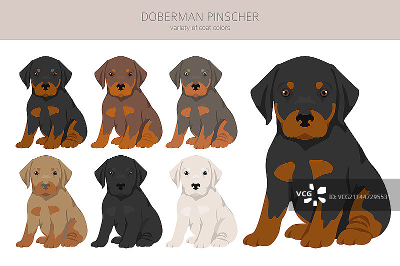 不同姿势的杜宾犬小狗剪贴画图片素材