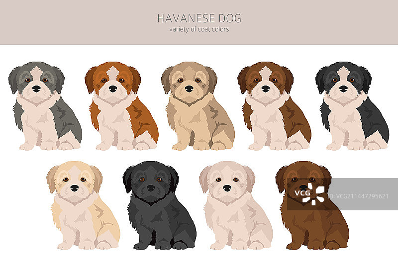 不同姿势和毛色的哈瓦那犬图片素材