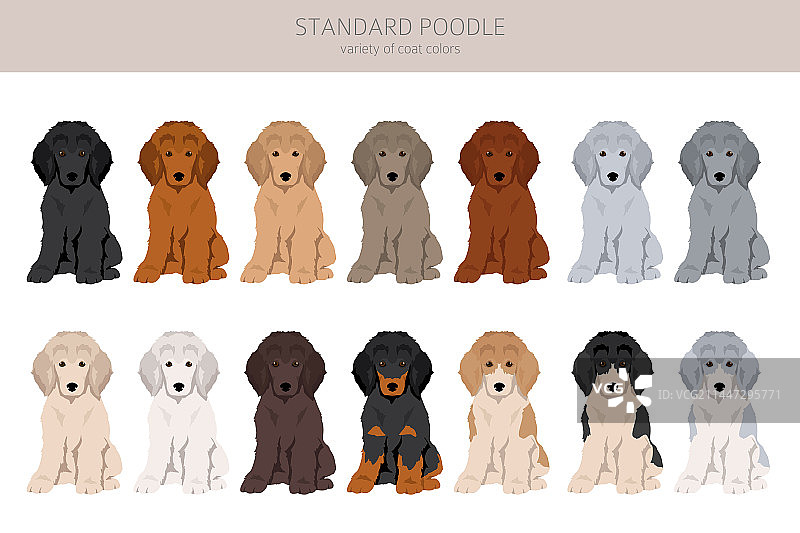 不同姿势的标准贵宾犬幼犬剪贴画图片素材