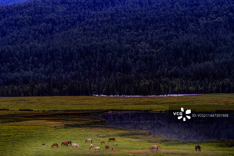自然风景（中国、喀纳斯鸭泽湖）图片素材