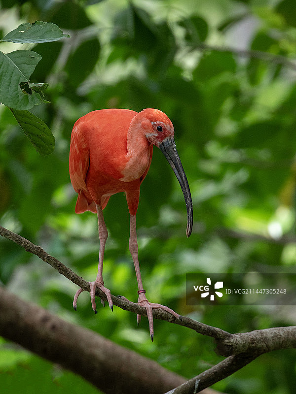 美洲红鹮图片素材