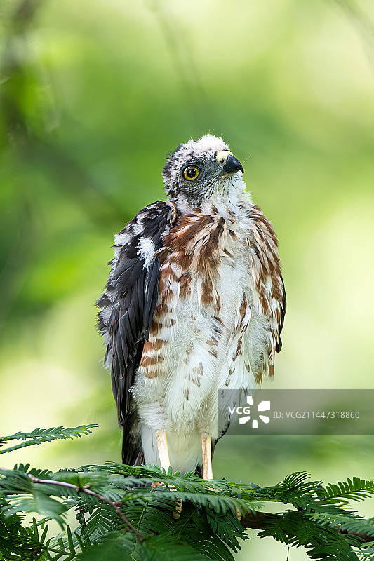 赤腹鹰幼鸟图片素材