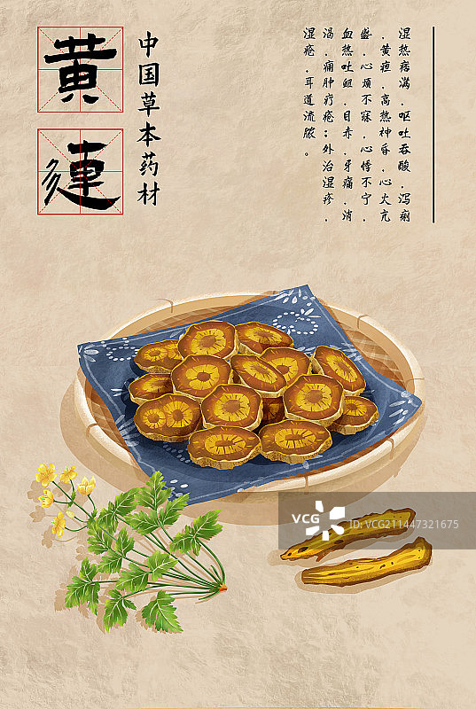 中国传统文化中草药药材之黄连图片素材