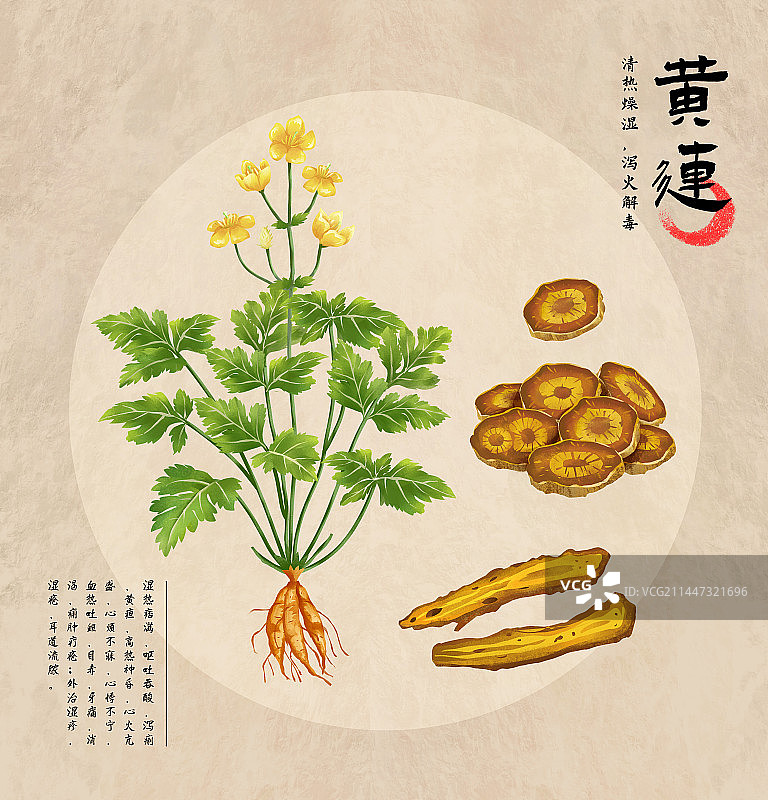 中国传统文化中草药药材之黄连图片素材