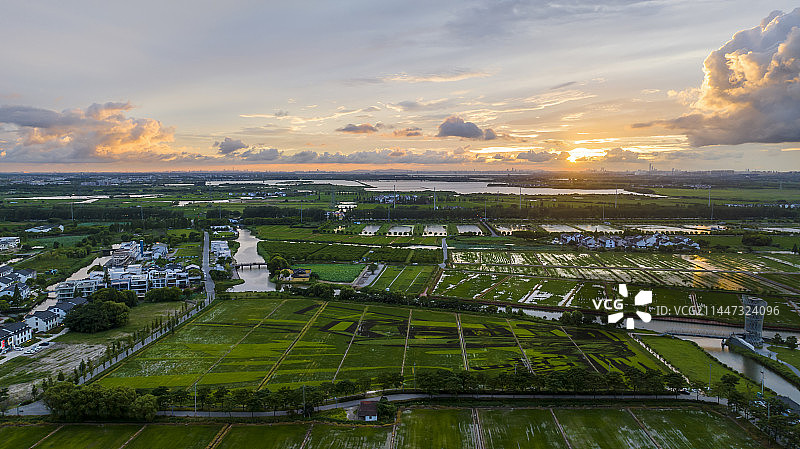 江苏省昆山市张浦镇尚明甸村稻田画图片素材