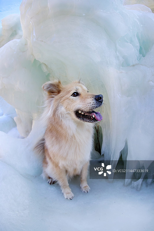冰川上的中华田园犬图片素材