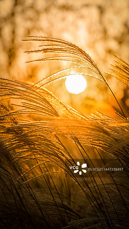 秋天夕阳下的芦苇荡图片素材