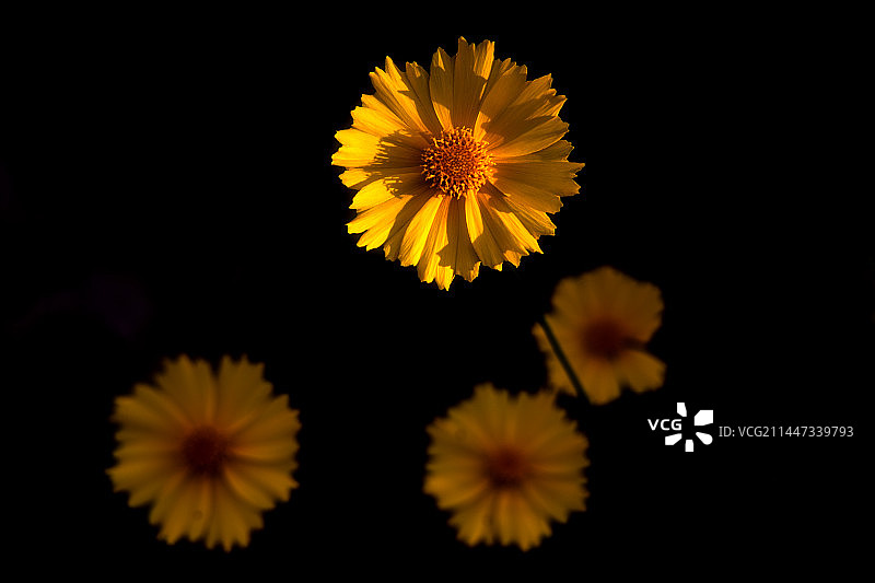 金盏花图片素材