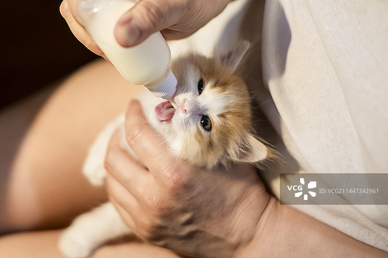 金吉拉幼猫奶瓶喝奶图片素材