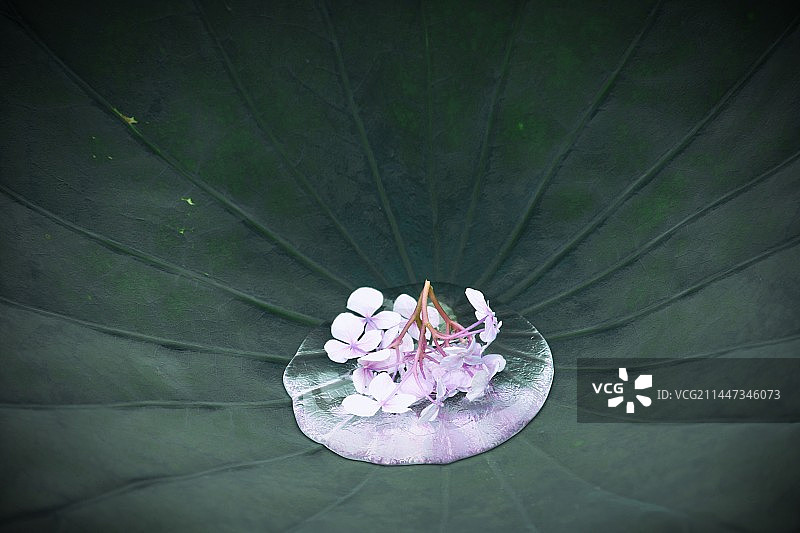 荷叶中的水珠与花图片素材
