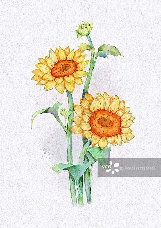 向日葵图片素材