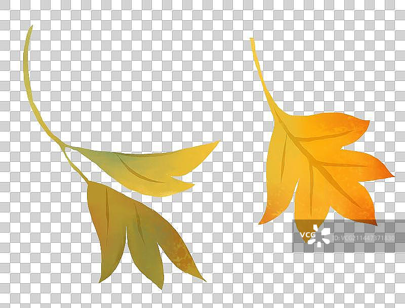 秋天节气插画元素五颜六色的树叶枫叶图片素材