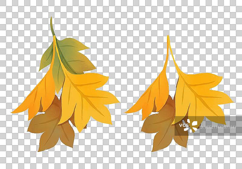 秋天节气插画元素五颜六色的树叶枫叶图片素材