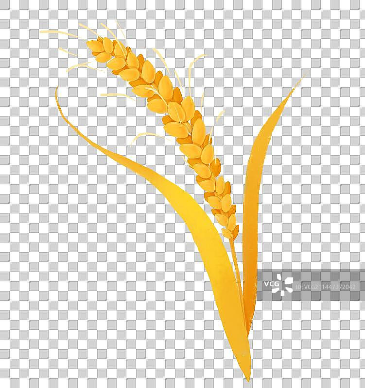 秋天节气插画成熟的小麦麦穗图片素材