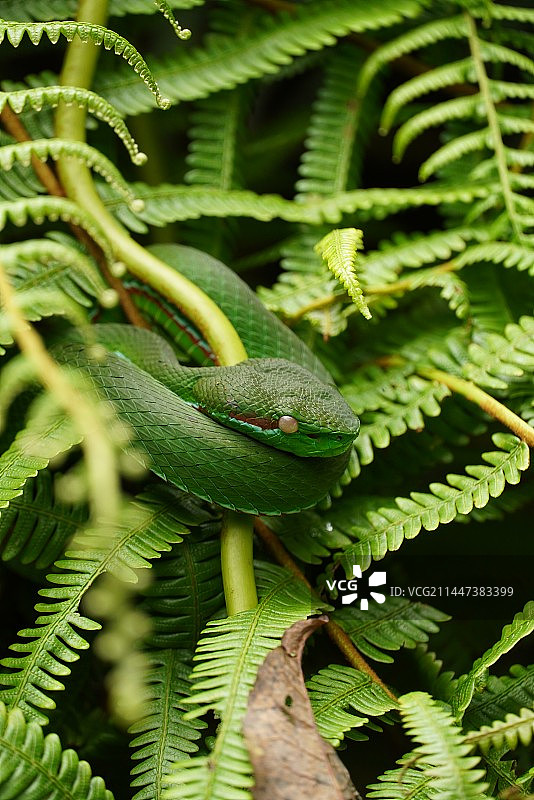 竹叶青盘在蕨类植物上的特写镜头图片素材