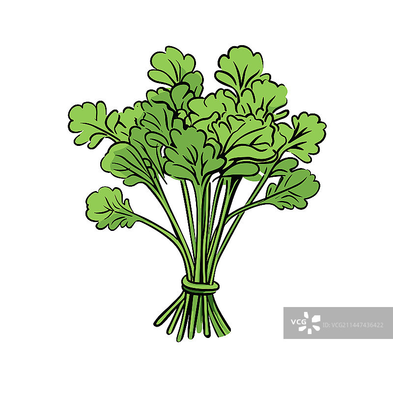 手绘芝麻菜涂鸦卡通图片素材